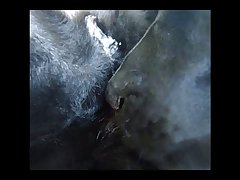 Animal Sex Art