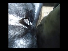 Animal Sex Art