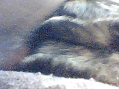 Girl Makes Out With Dog Porn