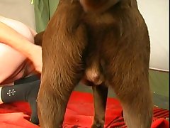 3d Horse Breeding Porn