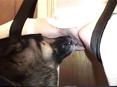 Spanish Horse Porn