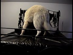 Stray Dog Fiance Porn