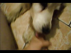 Dog Porn Amateur