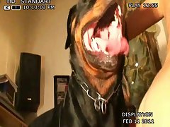 Gay Fuck Dog Porn