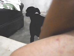 Pregnant By Dog Porn