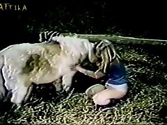 Animal Outdoor Sex