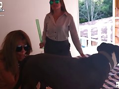 Animal Sex Voyeur