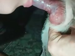 Blink 182 I Want To Fuck A Dog In The Ass