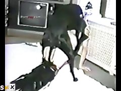 Animal Porn Vedioes