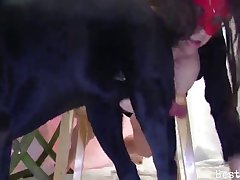 Variety Animal Porn