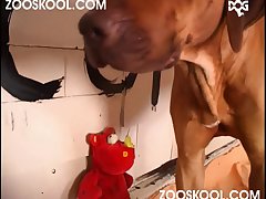 Free Gay Animal Porn