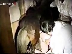 Man Porn Animal