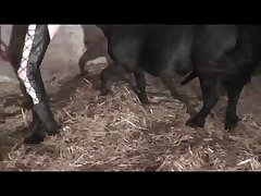 Animal Porn Big Dick