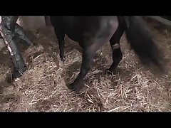 Animal Porn Big Dick