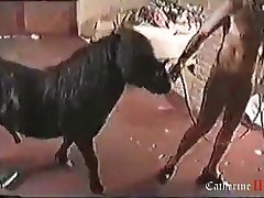 Animal Porn Duck