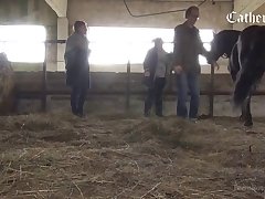 Animal Porn Fox