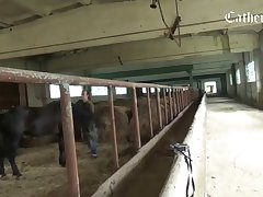 Animal Porn Fox