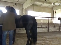 Elsa Animal Porn