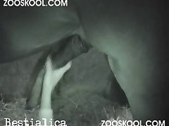 Best Site Animal Porn