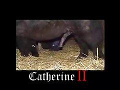 Is Watching Animal Porn Illegal In India