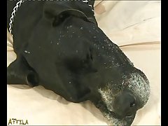 Relatos Eroticos De Zoofilia
