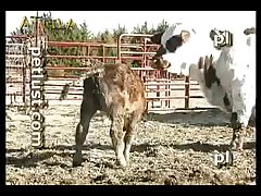 Nuevos Videos De Zoofilia