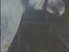 Zoofilia Mujeres Y Perros