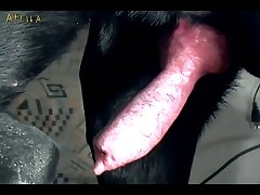 Zoofilia Sexo Con Perros