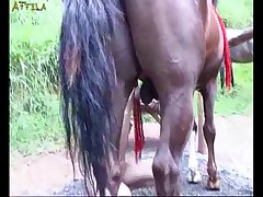 Porno Zoofilia Teen