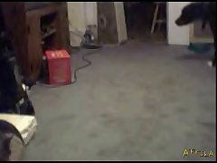 Zoofilia Cachorro E Mulher
