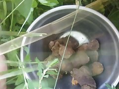 Serviporno Zoofilia