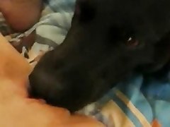 Zoophilia Man Fuck Dog