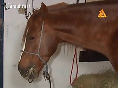 Porn Zoofilia Luxure Tv Hentai En El Establo