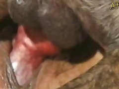 Youjizz Zoofilia