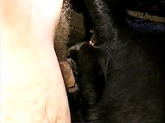 Hard Animal Porno