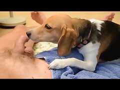 Porno Animal Doido