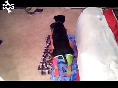 Hijab Animal Sex