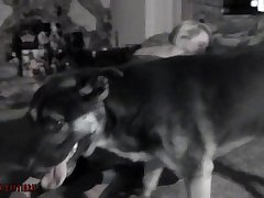 Link Animal Sex