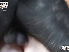 Animal Sex Bbc