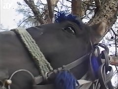 Animal Sex Compilation