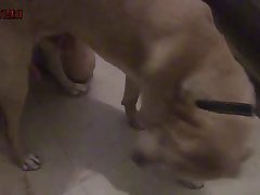 Gay Animal Sex