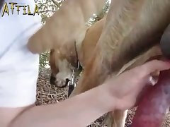Animal Crossing Ankha Pornhub
