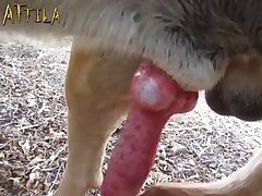 Animal Crossing Ankha Pornhub